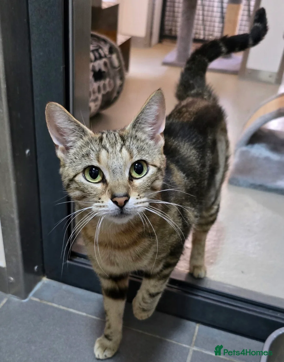 Mixed Breed cats for sale: 1 Last tabby male ready for new home - Advert 6