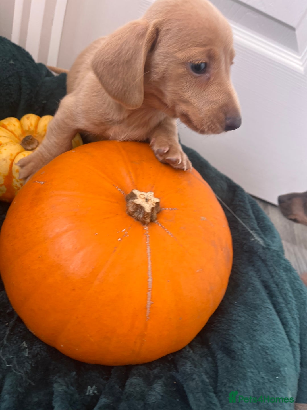 Dachshund dogs for sale: 6 beautiful dachshund puppies  - Image 22