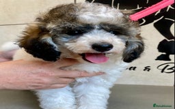 Toy Poodle dogs for sale: Gorgeously Pedigree Toy Poodle Babies - Image 11
