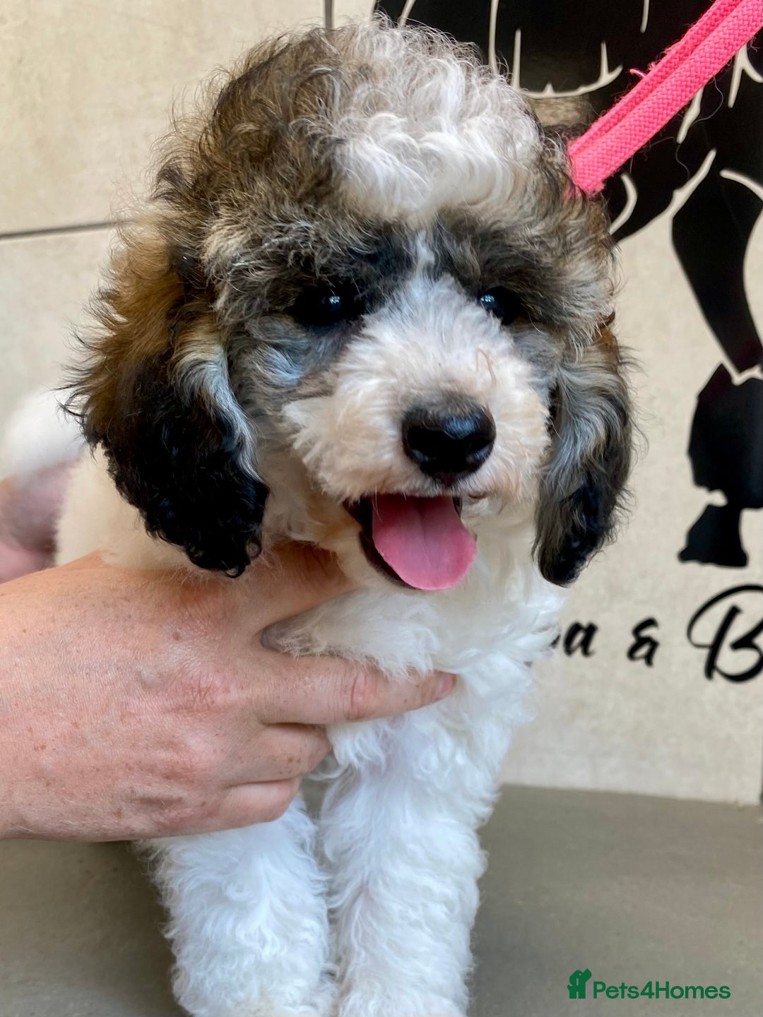 Toy Poodle dogs for sale: Gorgeously Pedigree Toy Poodle Babies - Image 11