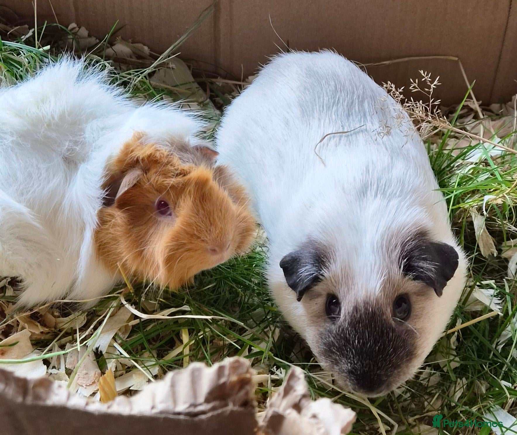 Guinea Pig rodents Bond lovely boys  - Advert 13