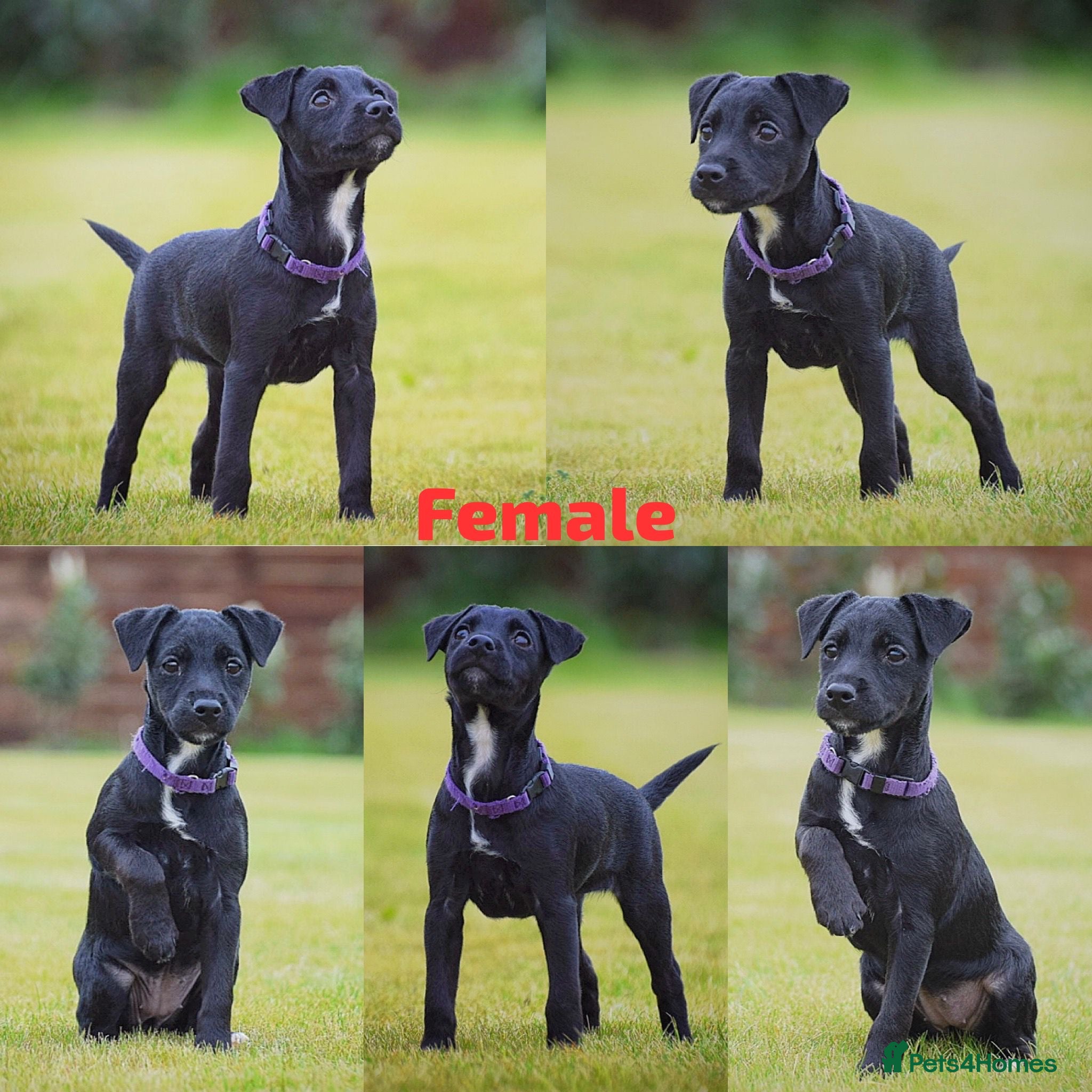 Patterjack dogs Last girl READY NOW! 5⭐️licensed breeders - Advert 1