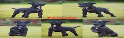 Patterjack dogs for sale: Last girl READY NOW! 5⭐️licensed breeders - Advert 2