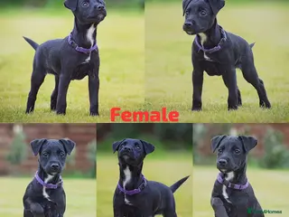 Patterjack dogs Last girl READY NOW! 5⭐️licensed breeders - Advert 1