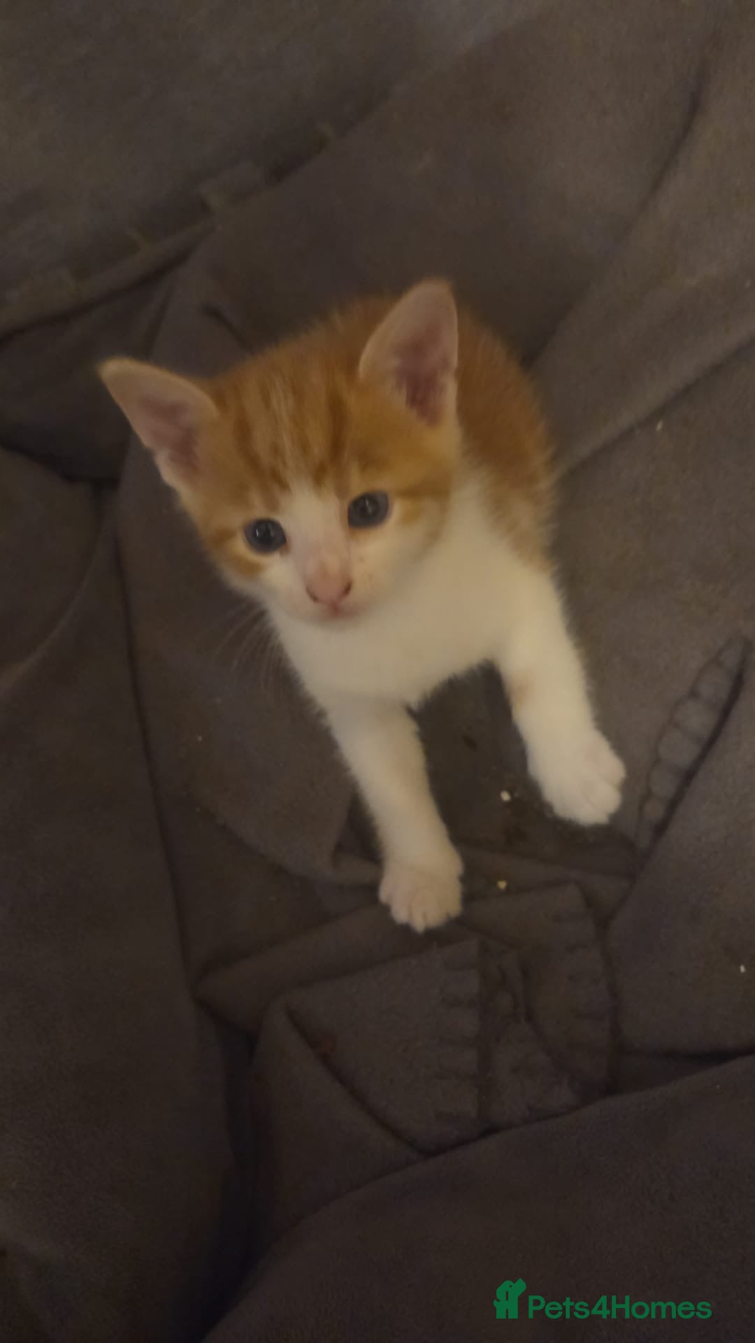 Mixed Breed cats Kittens Manchester Prices £40-£180 - Advert 2
