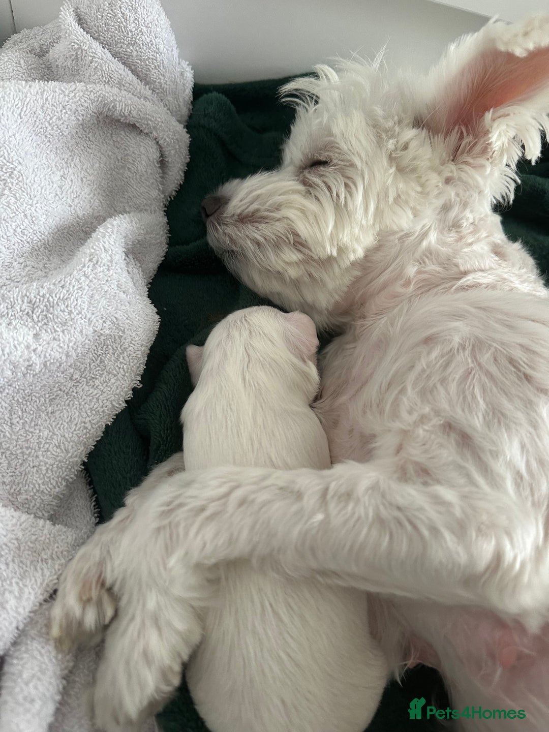 Mixed Breed dogs for sale: Mixed puppies for sale - Image 14