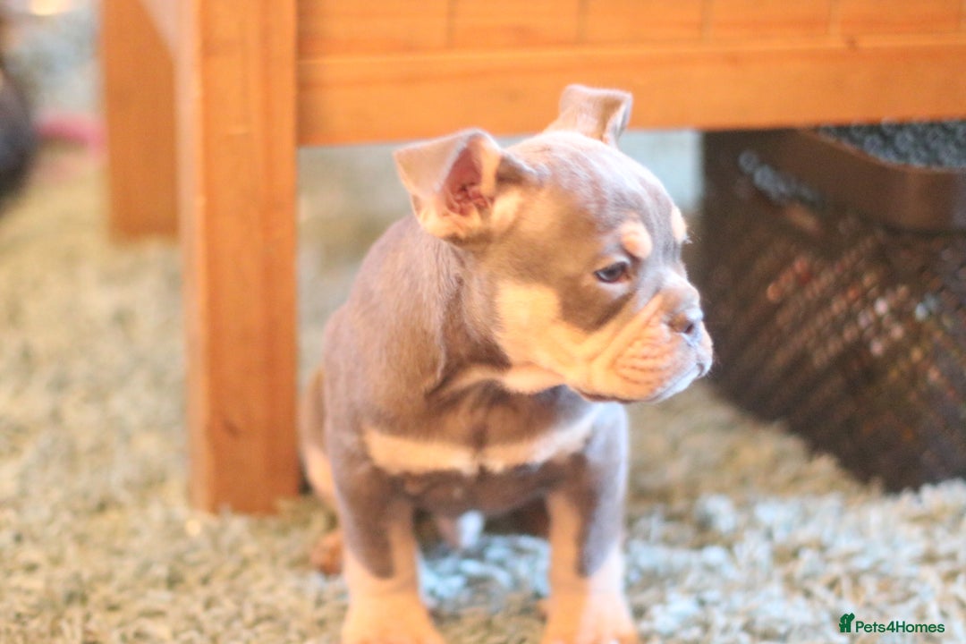 Dorset Olde Tyme Bulldogge dogs for sale: Victorian bulldogs - Advert 2