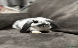 Mini Lop rabbits for sale: Gorgeous Mini Lops Available  - Advert 15