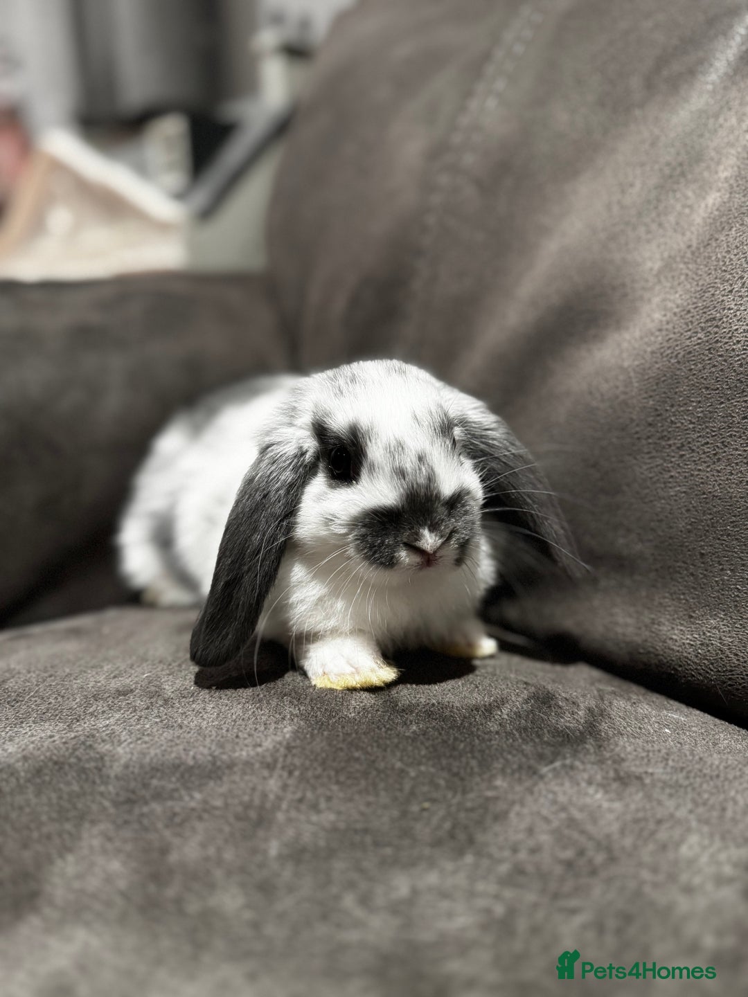 Mini Lop rabbits for sale: Gorgeous Mini Lops Available  - Advert 15