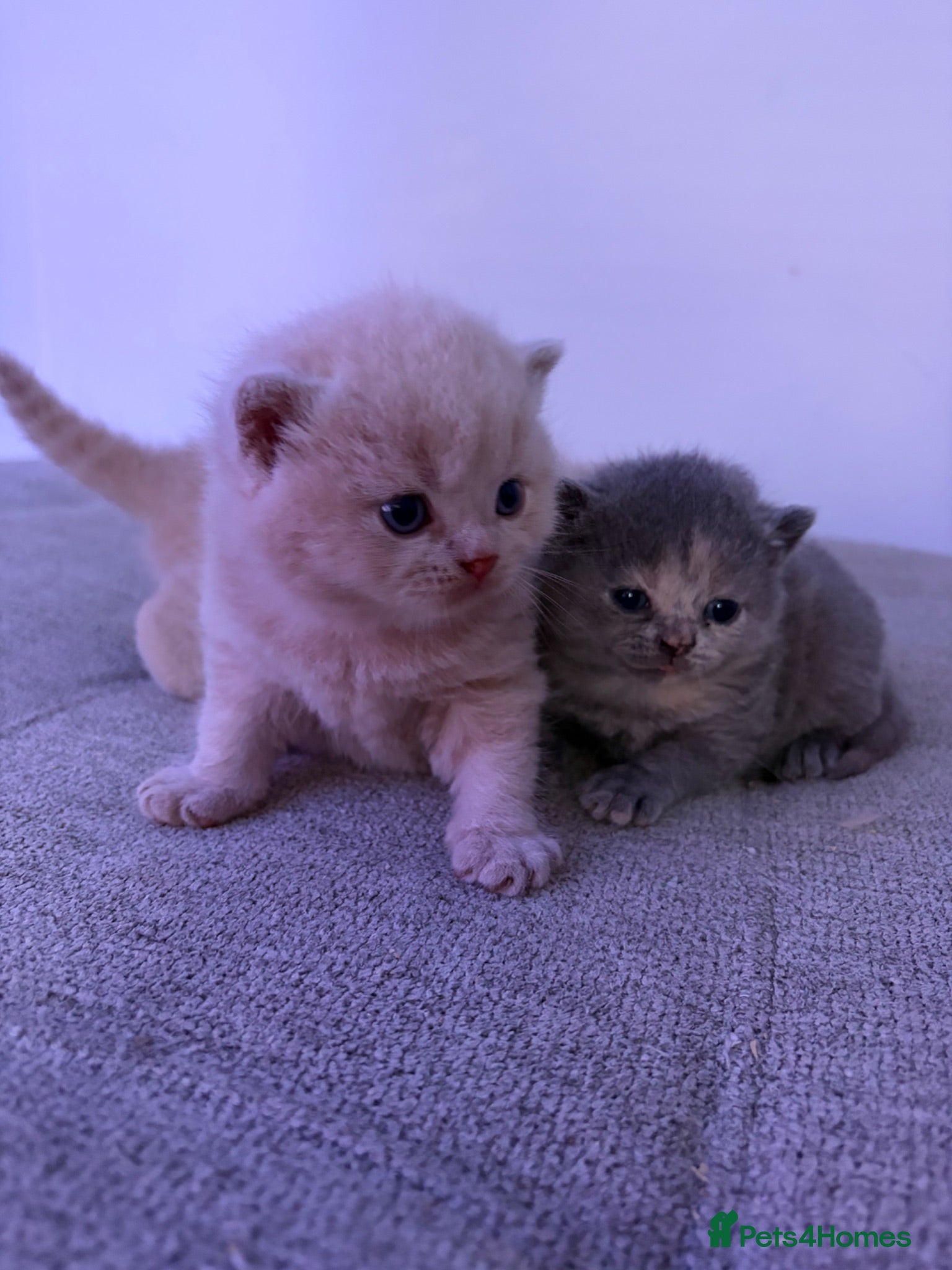British Shorthair cats British shorthair kittens.  - Advert 3