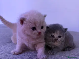 British Shorthair cats British shorthair kittens. - Advert 3