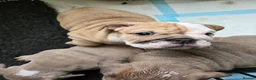 English Bulldog dogs for sale: English bulldogs  - Advert 12