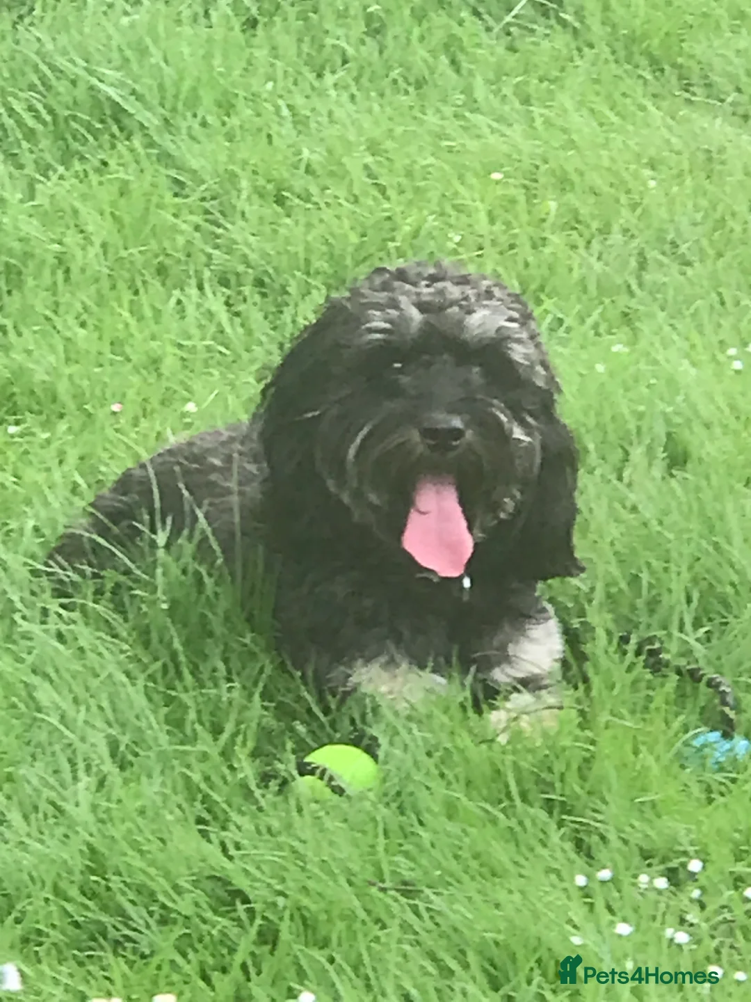 Mixed Breed dogs for stud: Benji - Advert 2