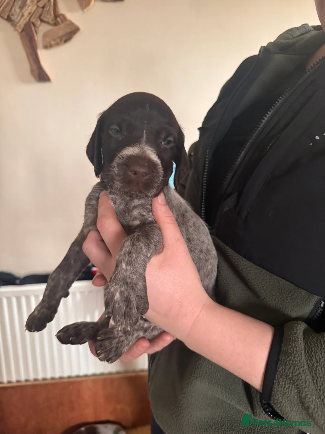 Mixed Breed dogs for sale: German pointers  - Advert 4