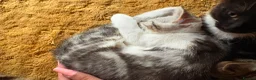 Mixed Breed cats for sale: CUTE KITTENS - Advert 19
