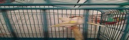 Canaries birds for sale: Yellow mosaic canaries for sale  - Advert 7