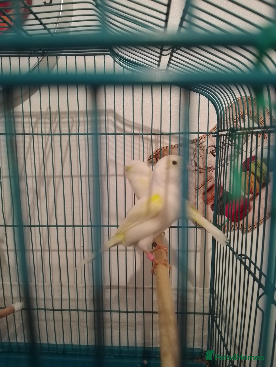 Canaries birds for sale: Yellow mosaic canaries for sale  - Advert 7