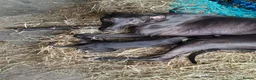 Whippet dogs for sale: A stunning litter of healthy whippets  in Ammanford - Advert 9