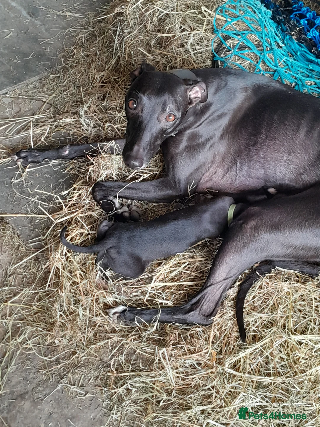 Whippet dogs for sale: A stunning litter of healthy whippets  in Ammanford - Advert 9