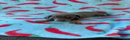 Dachshund dogs for sale: dash hound pups - Advert 5