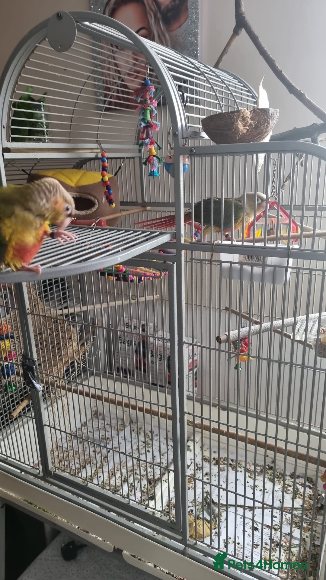 Conures birds for sale: 2 pineapple conures  - Advert 5