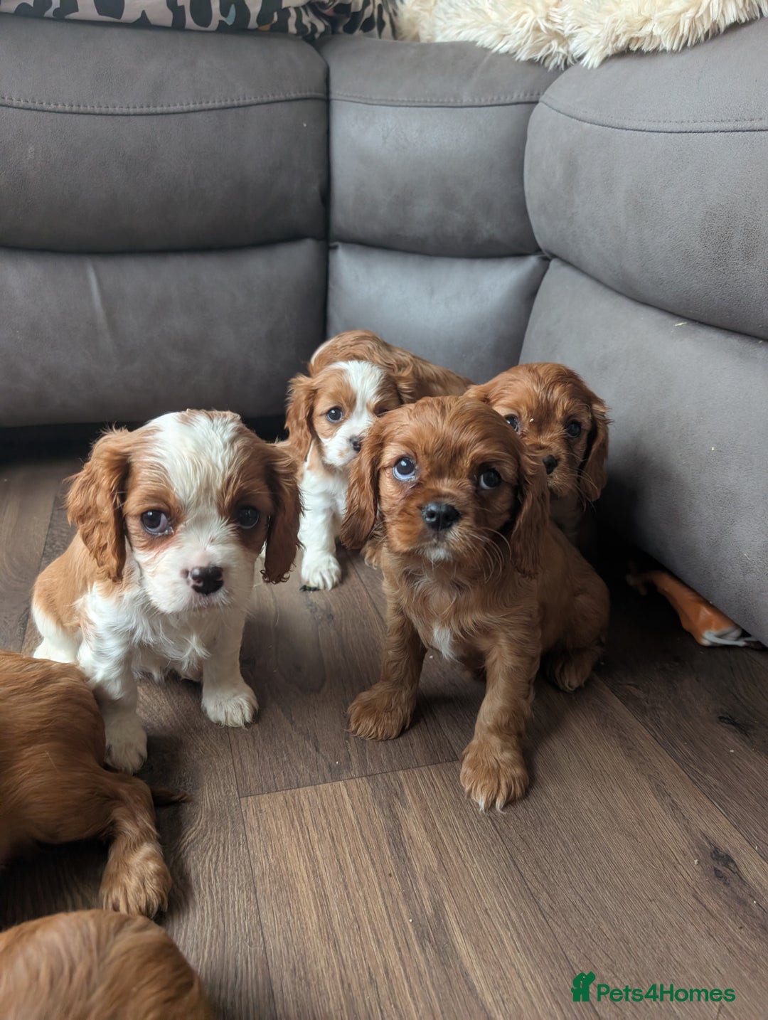 Cavalier King Charles Spaniel dogs for sale: 7 HEALTH TESTED & KC REG CAVALIERS - READY MONDAY - Advert 1
