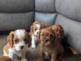 Cavalier King Charles Spaniel dogs 7 HEALTH TESTED & KC REG CAVALIERS - Advert 1