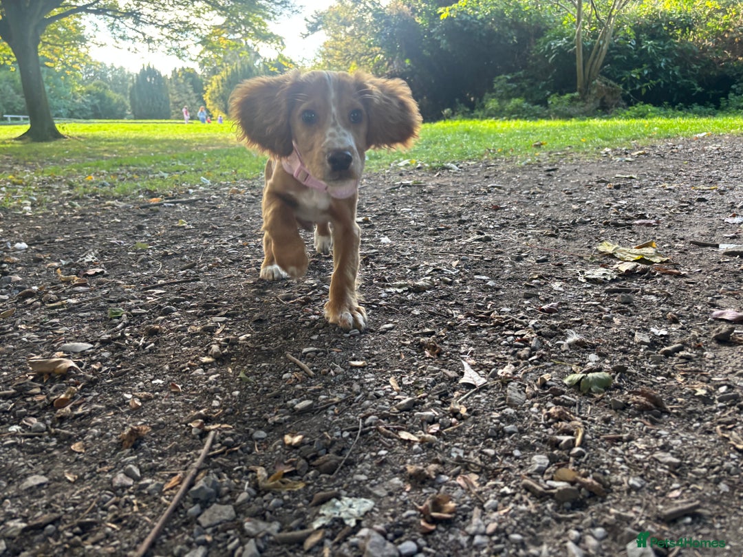 Cocker Spaniel dogs for sale: Two cocker spaniels - Advert 8