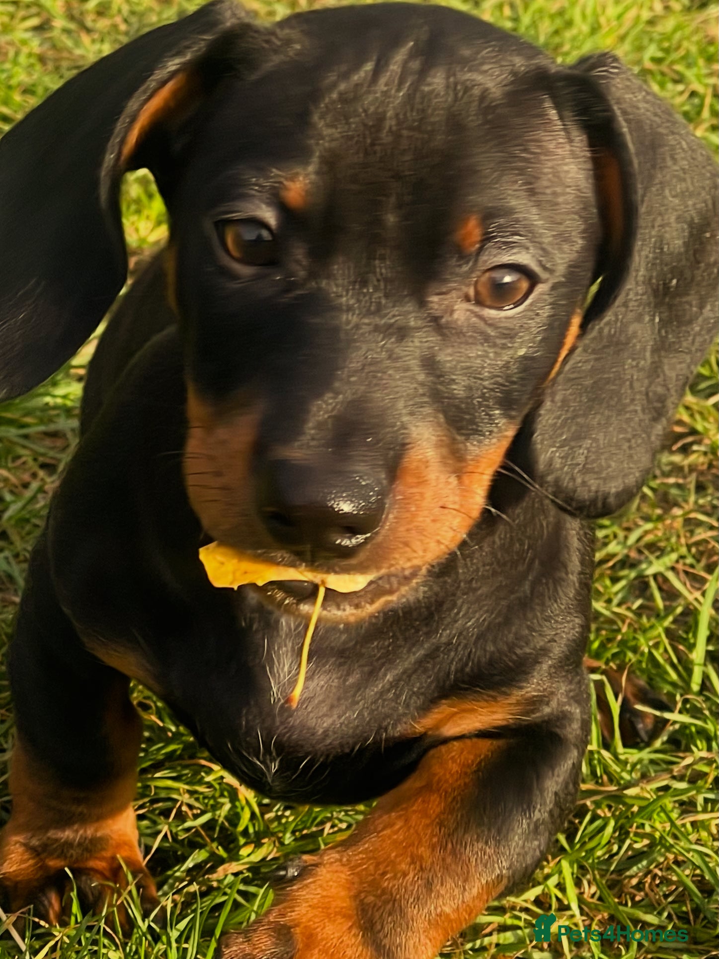 Dachshund dogs Daucshaund Puppies  - Advert 2