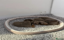 Miniature Dachshund dogs for sale: Rainbow minture Dashounds - Image 4