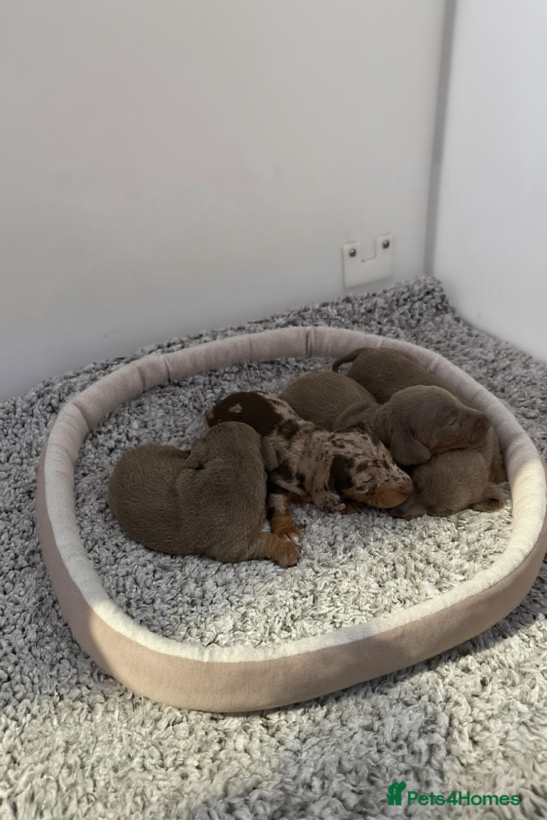 Miniature Dachshund dogs for sale: Rainbow minture Dashounds - Image 4