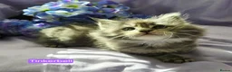 Maine Coon cats for sale: Pure maincoons ready 17/10/26 in Market Drayton - Advert 19