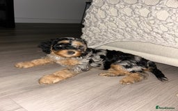 Cavapoo dogs for sale: Rare colour - stunning F1b Cavapoo  - Image 4