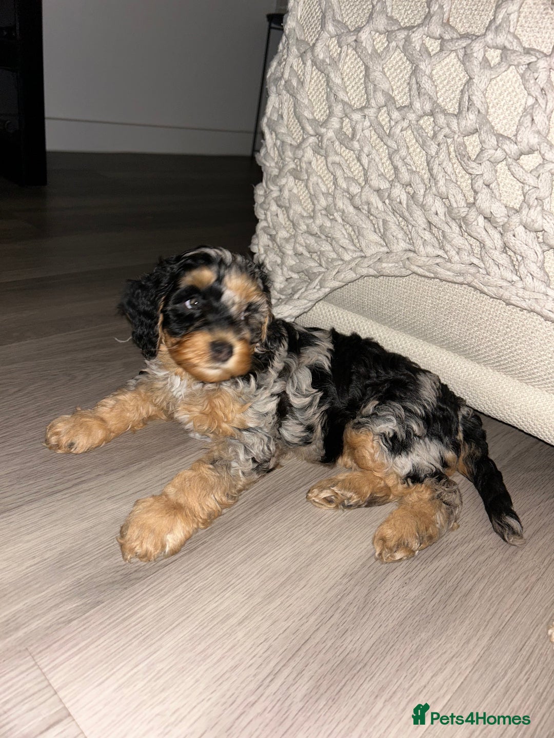 Cavapoo dogs for sale: Rare colour - stunning F1b Cavapoo  - Image 4