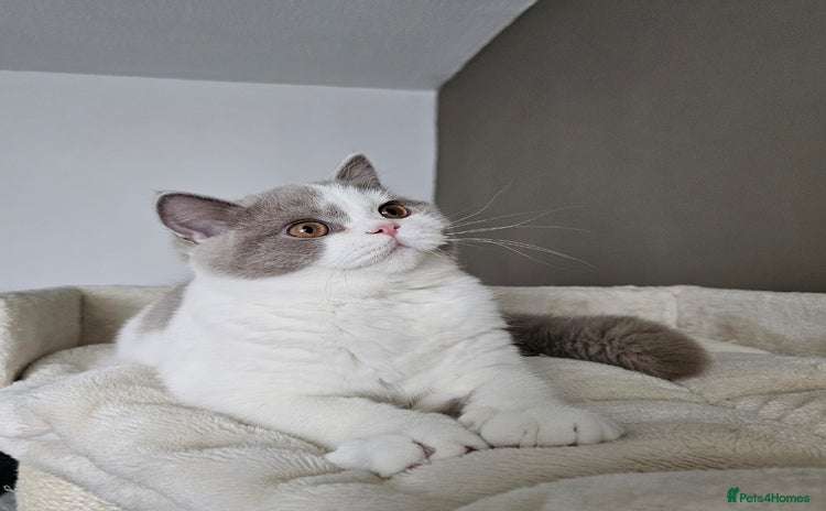 British Shorthair cats - Advert 1