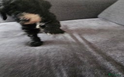 Cockapoo dogs for sale: Beautiful f2b cockapoos  - Image 6