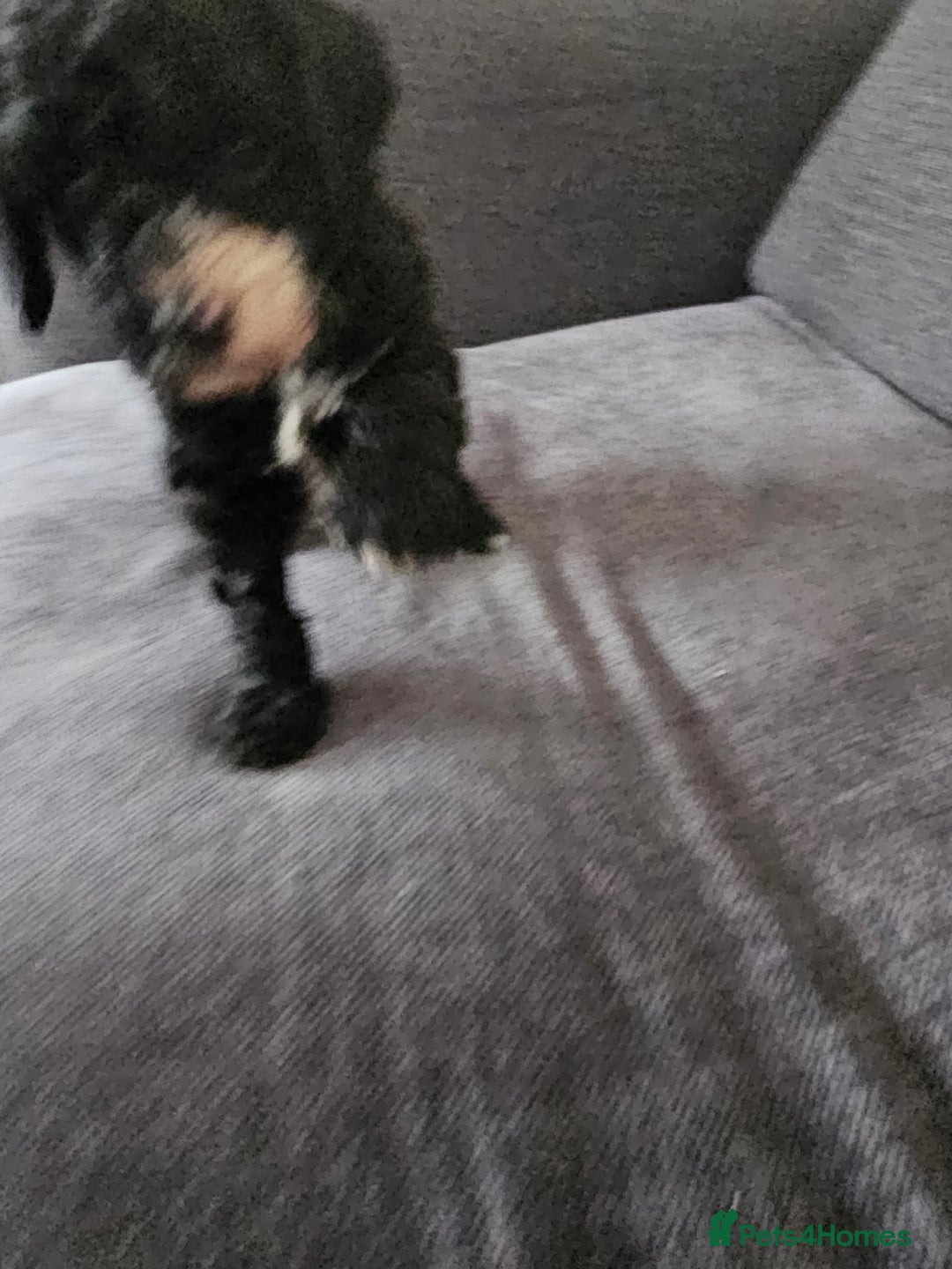 Cockapoo dogs for sale: Beautiful f2b cockapoos  - Image 6