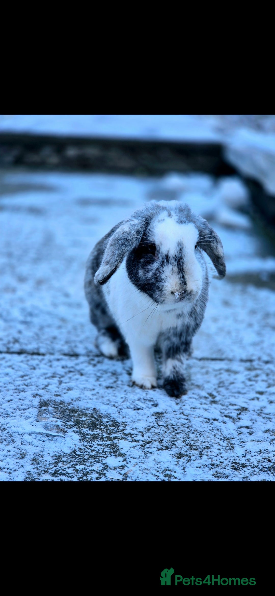English rabbits for sale: Female rabbits £20 - Image 2