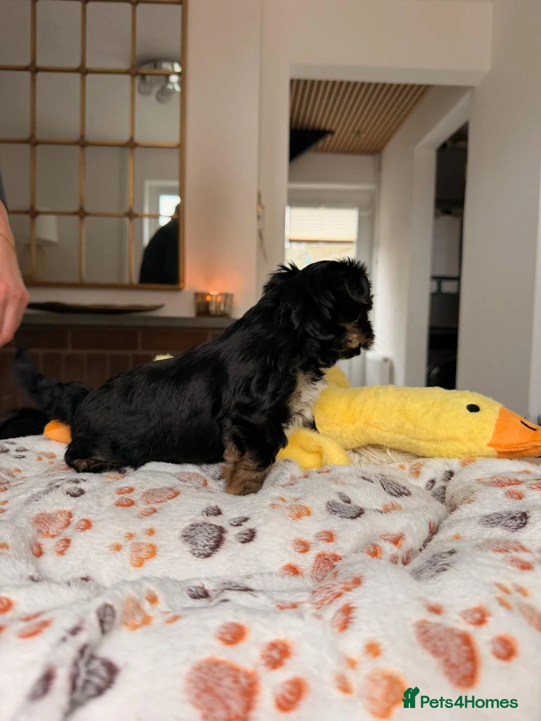Biewer Terrier dogs for sale: Biewer Yorkshire Terrier | 5⭐ Licensed | DNA - Advert 38