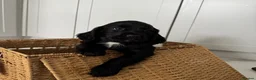 Sprocker dogs for sale: Health checked &Ready to leave , 1st vaccine   - Advert 11