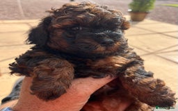 Cavapoo dogs for sale: Cavapoo puppy’s  - Image 10
