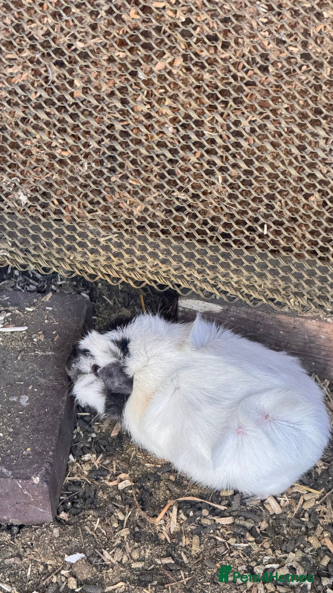 Guinea Pig rodents for sale: Mixed age female Guinea Pigs - Advert 4