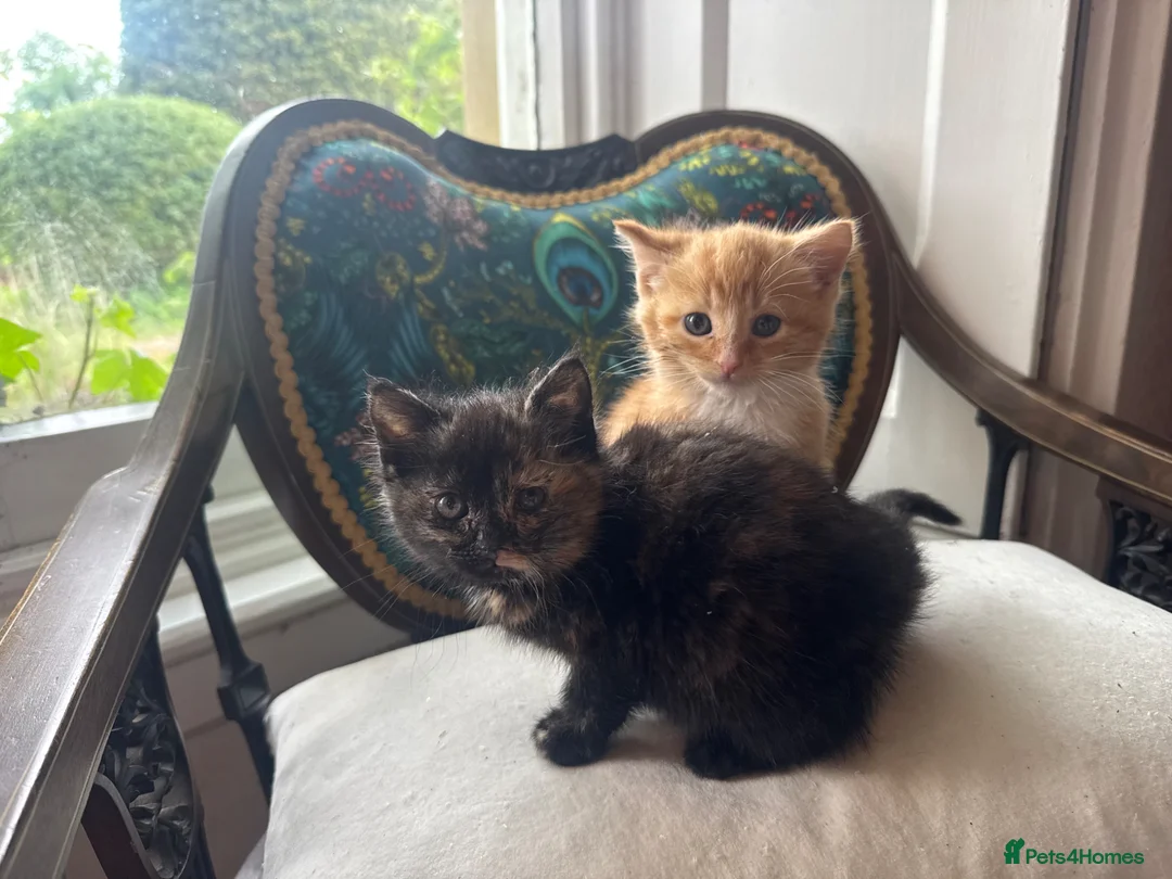 Mixed Breed cats for sale: Beautiful kittens 1 male 1 female - Advert 5