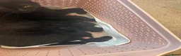 Mixed Breed cats for sale: British short hair cross  - Advert 4