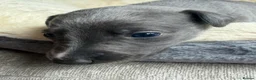 Whippet dogs for sale: I BEAUTIFUL GIRL LEFT READY NOW - Advert 18
