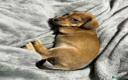 Mixed Breed dogs for sale: Beautiful female puppy.  - Image 7