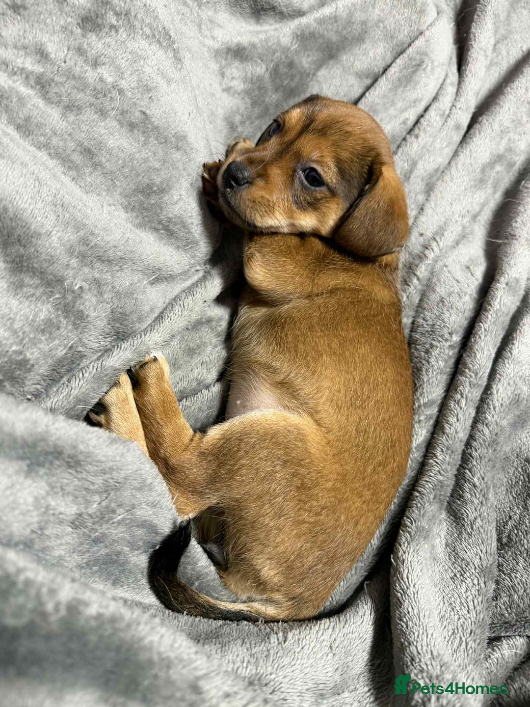 Mixed Breed dogs for sale: Beautiful female puppy.  - Image 7