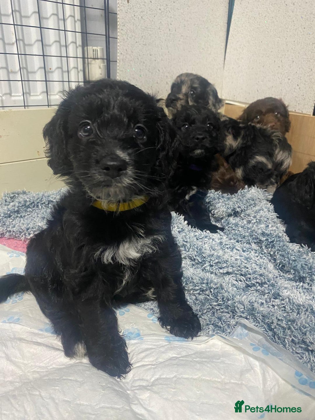 Cockapoo dogs for sale: **Last** Male Cockapoo Puppies avaliable 8th Oct  - Image 1