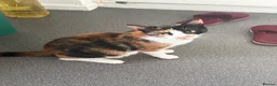 Mixed Breed cats for sale: Lala  - Advert 3