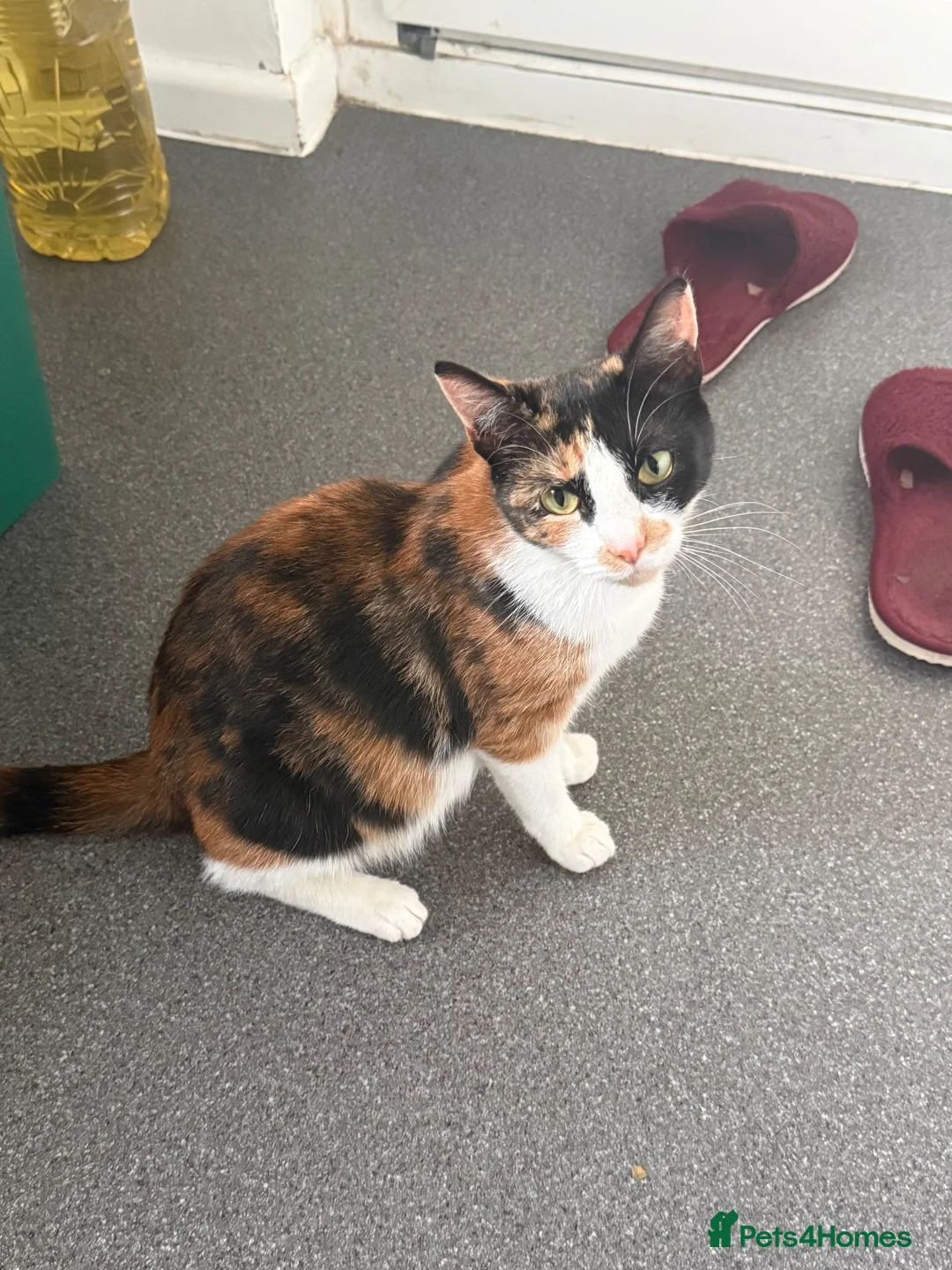 Mixed Breed cats for sale: Lala  - Advert 3